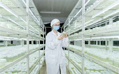 生物科技引領(lǐng)新農(nóng)業(yè)變革 從基因編輯到智慧農(nóng)場